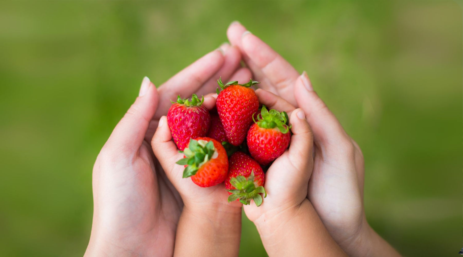 fresh strawberries held out from the garden